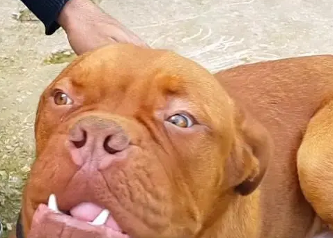 大嘴巴狗图片大型犬 大嘴巴狗图片大型犬
