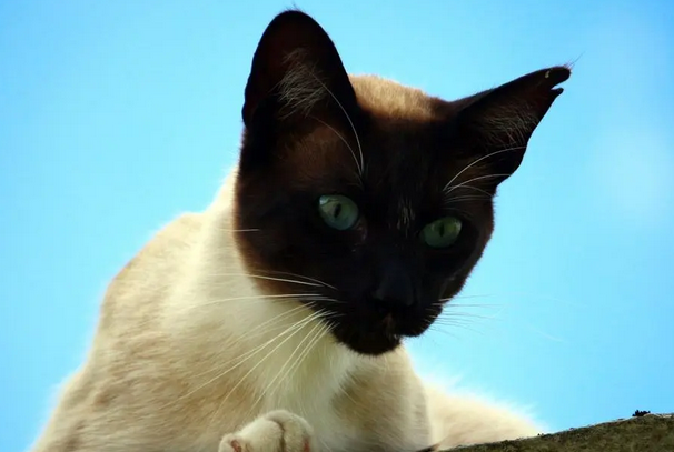 暹罗猫是哪个国家的土猫