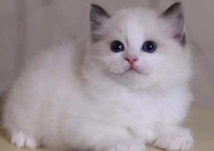 布偶猫不会叫怎么回事？布偶猫不会叫怎么办？