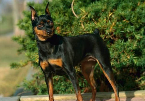 迷你杜宾犬会咬人吗为什么啊 迷你杜宾犬会咬人吗为什么啊