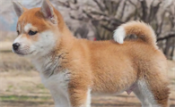 柴犬一个眼睛流眼泪 柴犬流眼泪的原因