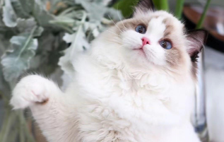 布偶猫不会叫喵是为什么 布偶猫不叫原来是这个原因