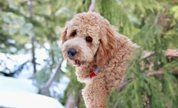 贵宾犬持续发烧几天怎么办？应该吃什么药？