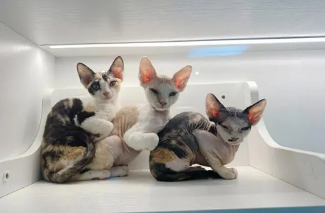 成都卖猫的正规猫舍 成都卖猫的正规猫舍