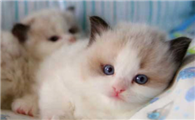 纯黑色布偶猫真的有吗？这样的布偶猫其实是失格！