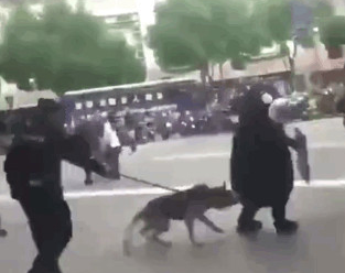 网红熊本熊在广场被警犬追咬,警察:稍息立正,你是警犬不是泼妇 网红熊本熊在广场被警犬追咬,警察:稍息立正,你是警犬不是泼妇