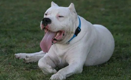 杜高犬的嗅觉怎么样灵敏吗