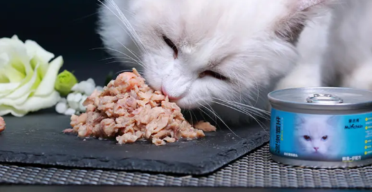 曼赤肯罐头孕猫可以吃吗 曼赤肯罐头孕猫可以吃吗