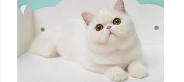 没绝育的公猫发情了怎么办？公猫未发情绝育？