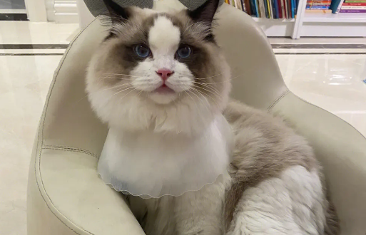 布偶猫眼角黑色？布偶猫眼角黑色原来是这么回事！
