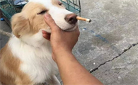 一文详解：夏日给狗狗解暑千万不要吃这些东西！