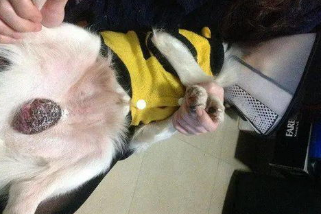 舍不得给狗狗绝育,阴囊发炎了咋整? 舍不得给狗狗绝育,阴囊发炎了咋整?