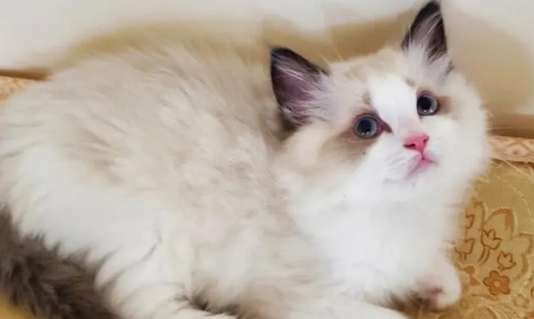 布偶猫爪子颜色,布偶猫爪子什么颜色最好? 布偶猫爪子颜色,布偶猫爪子什么颜色最好?