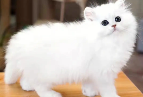 宠物猫金吉拉的饲养和护理！