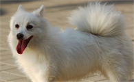 如何饲养银狐犬呢?