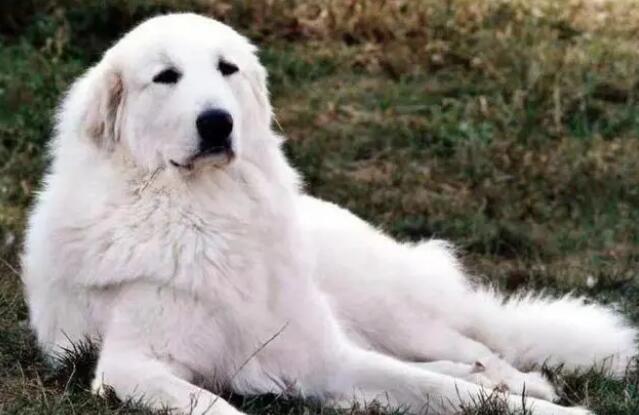 大白熊犬杀死8只狼 大白熊犬杀死8只狼