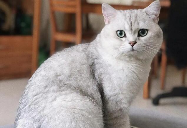 银渐层和不同猫配种表