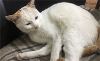 猫咪没有食欲怎么办？怎么解决？