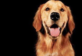 金毛犬的舌头发红是正常的现象吗?会不会有疾病? 金毛犬的舌头发红是正常的现象吗?会不会有疾病?
