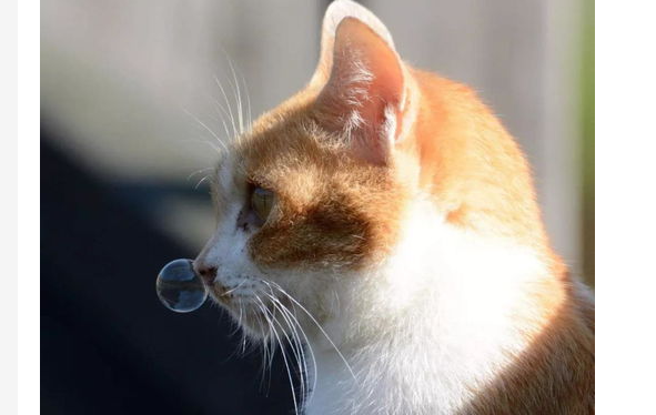 猫流黄鼻涕怎么办?猫流黄鼻涕怎么办用什么药? 猫流黄鼻涕怎么办?猫流黄鼻涕怎么办用什么药?