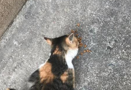 校园流浪猫,上学时膘肥体壮,放假后尝尽人间冷暖 校园流浪猫,上学时膘肥体壮,放假后尝尽人间冷暖