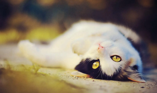 猫球虫会传染给人吗