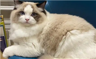布偶猫拉软便怎么办？布偶猫拉软便这样做最有效！