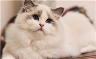 布偶猫要买多大房子?布偶猫这个大小的活动范围就足够了?