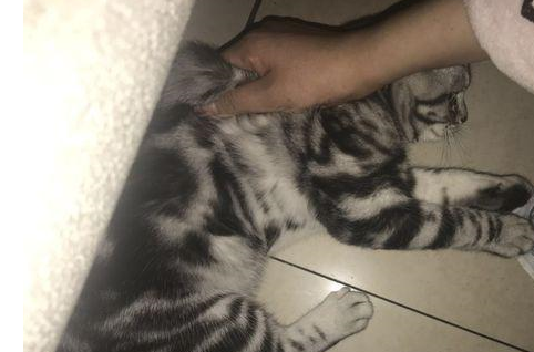 猫咪偷吃泡椒凤爪被女孩当场抓住,网友看了笑到喷泪:辣死爹了! 猫咪偷吃泡椒凤爪被女孩当场抓住,网友看了笑到喷泪:辣死爹了!