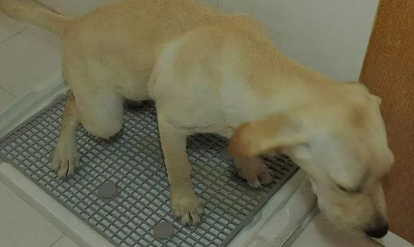 狗狗乱拉屎怎么办？