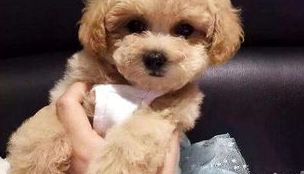 泰迪犬莫名其妙腿瘸了是为什么?养宠必看! 泰迪犬莫名其妙腿瘸了是为什么?养宠必看!
