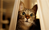 猫干呕不吐是什么情况