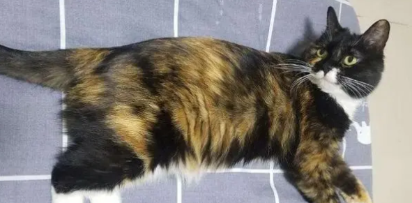 养玳瑁猫的十大禁忌