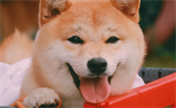 纯种柴犬好养吗咬人吗？纯种柴犬的特点有哪些？