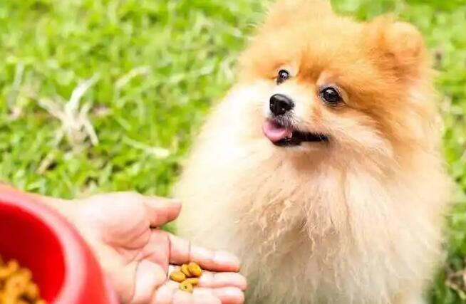 博美犬吃什么最好 博美犬吃什么最好
