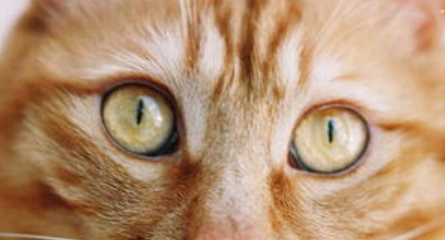 猫鼻子干怎么办?猫鼻子干燥是怎么回事? 猫鼻子干怎么办?猫鼻子干燥是怎么回事?