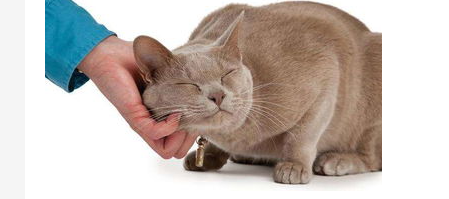 猫为什么要踩奶怎么办?猫咪为什么要踩奶呢? 猫为什么要踩奶怎么办?猫咪为什么要踩奶呢?