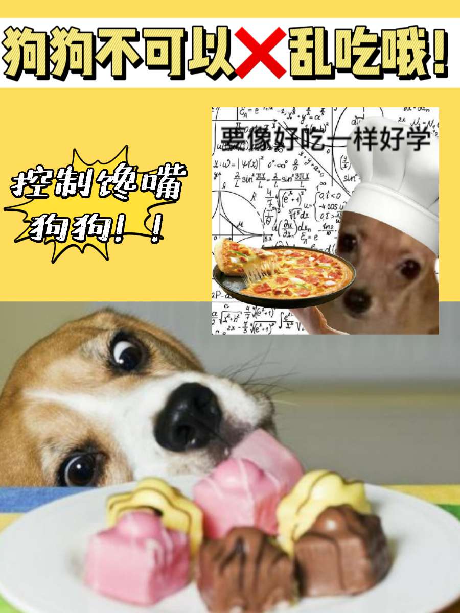 狗狗坚决不能吃的食物你都了解吗？