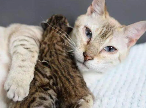 两只猫打架怎么办母猫一直低吼?