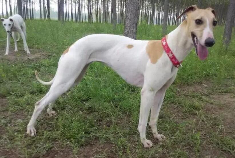 格力犬怎么样溜出耐力高