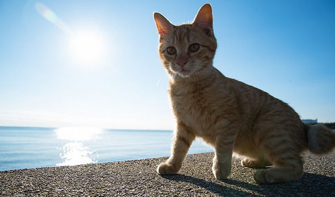 猫咪不喝水不尿怎么办?猫咪不喝水了怎么办? 猫咪不喝水不尿怎么办?猫咪不喝水了怎么办?
