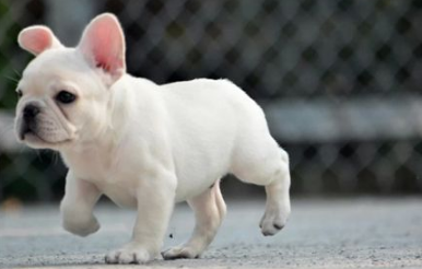 法国斗牛犬如何鉴别 披毛短而纤细并富有光泽