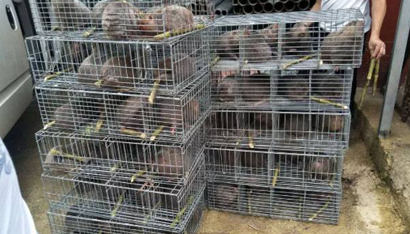 竹鼠禁止养殖文件