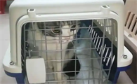 宠物猫高铁托运价格