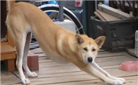 家里狗狗经常伸懒腰为什么呢