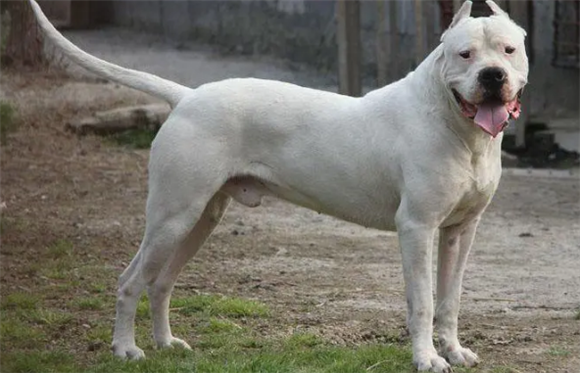 杜高犬脾气怎么样啊