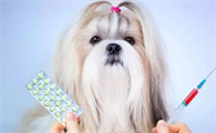 狗狗有寄生虫的几个迹象有哪些？来了解下吧