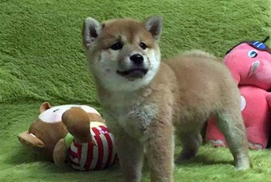柴犬有体味吗掉毛吗？柴犬掉毛的原因有哪些？