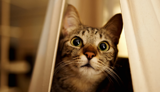 猫干呕不吐是什么情况