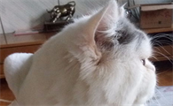 新来的猫不吃东西怎么办?铲屎官来了解下吧
